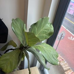 Large Sculptural Fiddle Leaf Fig - $50