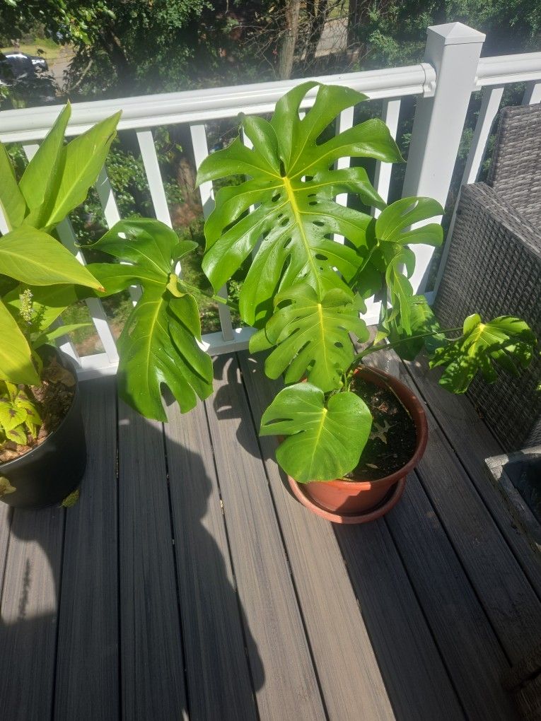 Monstera Deliciosa