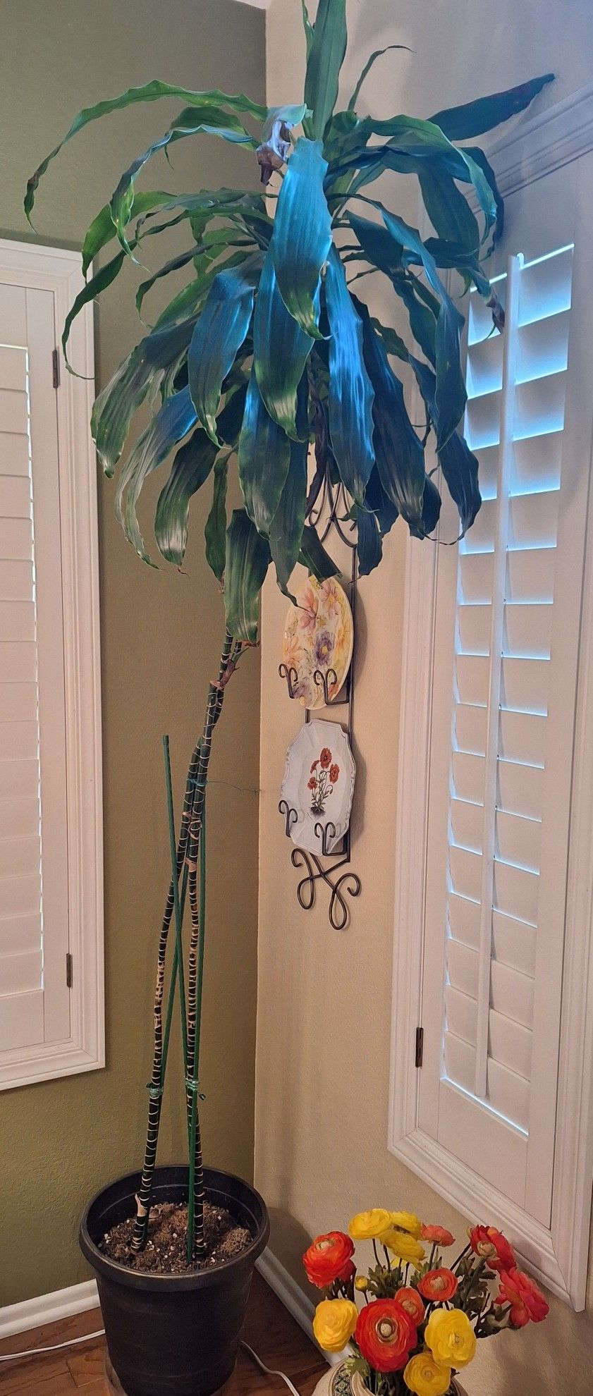 Tall Live Plant