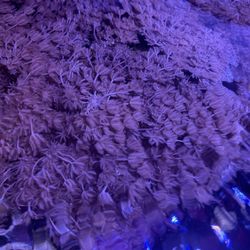 Xenia Pulsing  Coral Frags 