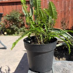 Fern Plant
