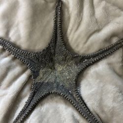 Maitland Smith Bronze Star Fish 