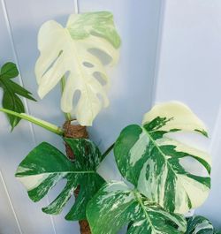 Monstera Albo Borsigiana Variegated