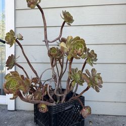 Succulents Plants 🪴 