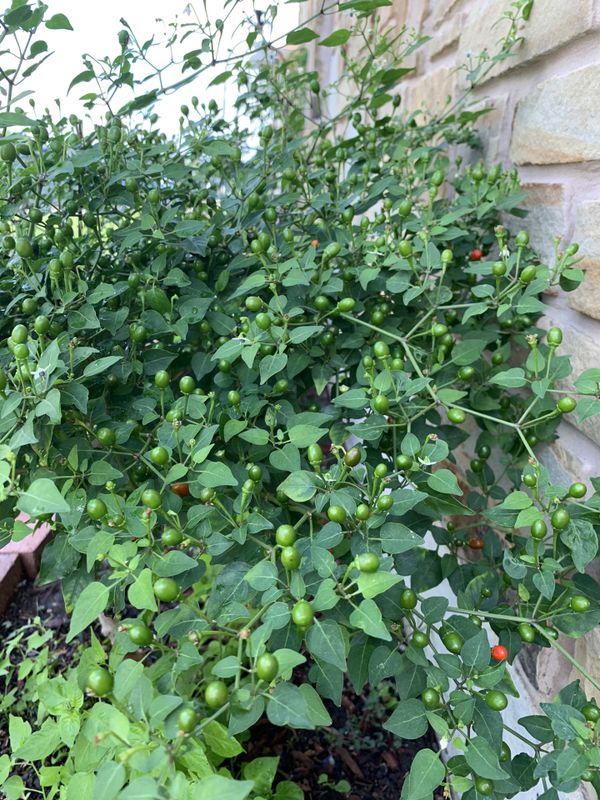 Chile Piqin Plant, very hot peppers for Sale in San