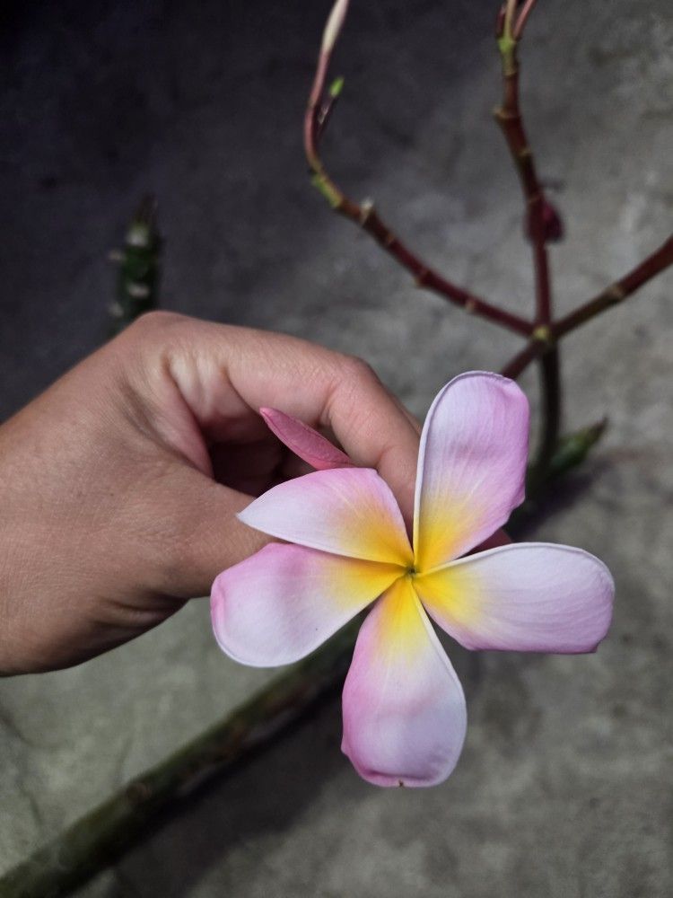 Cutting plumeria
