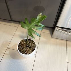 Houseplant Mayoi Philodendron I’m Ceramic White Planter