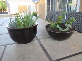 Set Of Dark Brown Garden Pots With Succulents