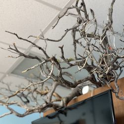 Tom Barr Manzanita Wood - Wood for Home Decor Or Aquascape Aquarium Terrarium Paludarium Fish Tanks 