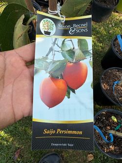 Saijo Persimmon Tree
