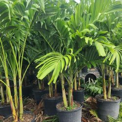 Spectacular Christmas Palms 6 Feet Tall Measurements Over The Pot!!! Fertilized Adonidias Plants!!!