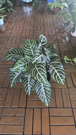 Zebra plant tropical houseplant 6”