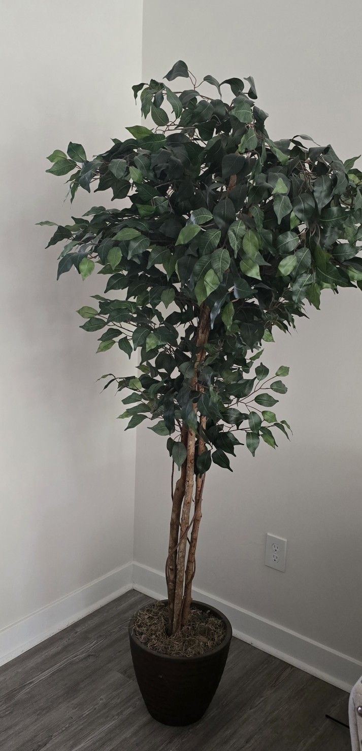 Decorative Plant