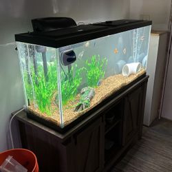 55gallon Fish Tank