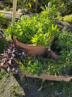 Succulents