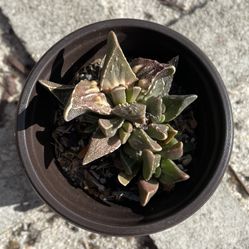 Tiger Jaw Succulent 