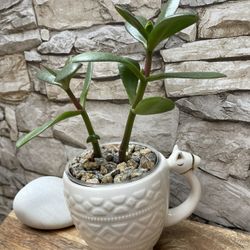 Jade Tree House Plant In Cute New Pot 4"H.