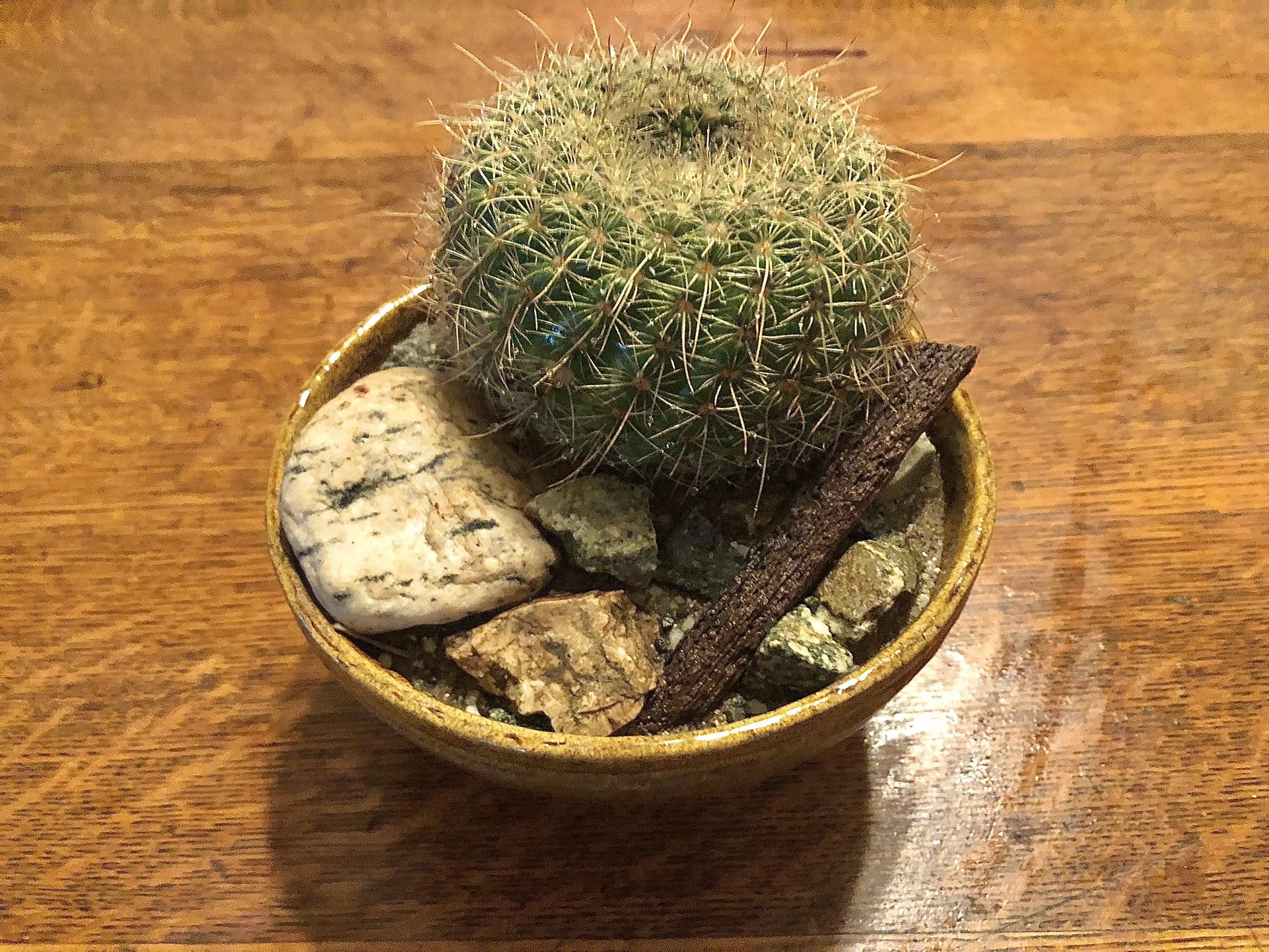 Rustic Cactus Arrangement in Ceramic Pot