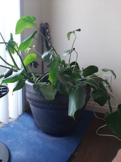 Monstera Deliciosa