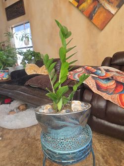 ZZ Plant In  11in Metallic Pot With Sea Glass Stones And Shells 