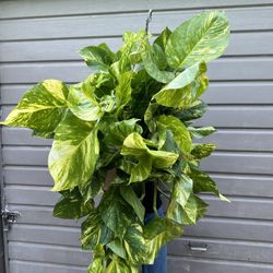 10” Big Hawaiian Pothos