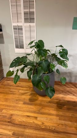 Large Monstera Deliciousa