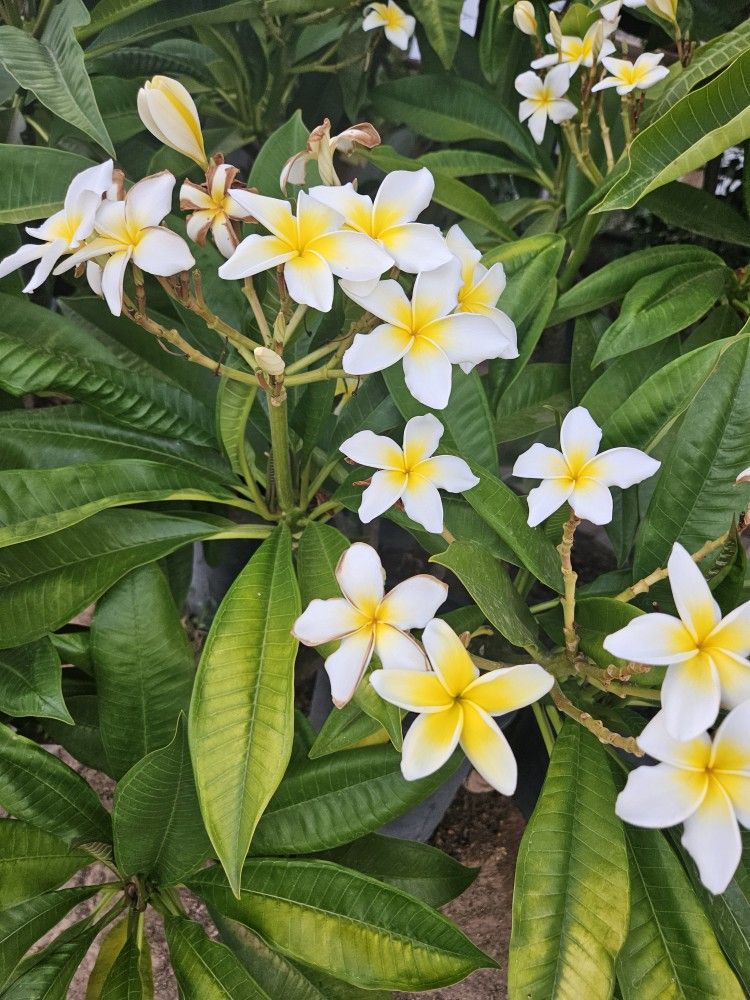 15 Gallons Plumerias 