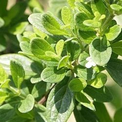 dominican oregano plant in 3gal