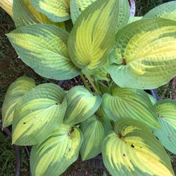 Hosta In Pot
