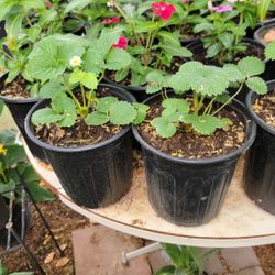 Strawberry 🍓 Plant 