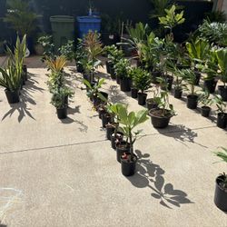 Plants Galore/ over 200 to Choose From