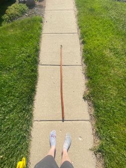 56" saguaro rib walking stick