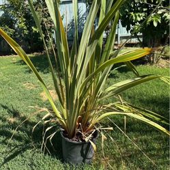Brand New 5gal Phormium x duet Plant, Plantas