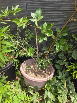 Blackberry Tree