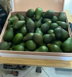 Organic avocado