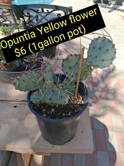 Opuntia Cactus yellow flower