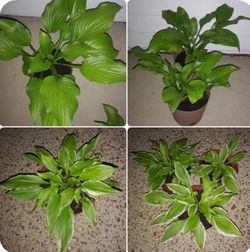 Hosta plants$10-12 each pot