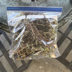 OREGANO