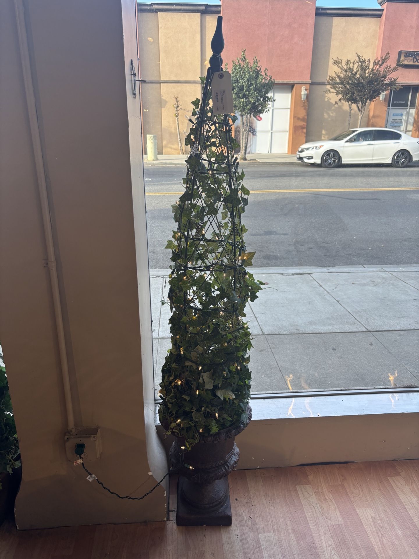 Cone shape Topiary SKU 7CPQF5