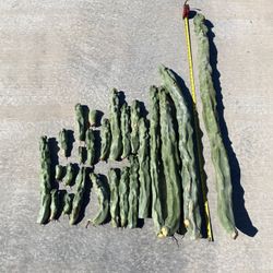 Totem pole Cactus 🌵 