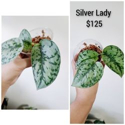 Silver Lady