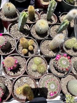 Cactus