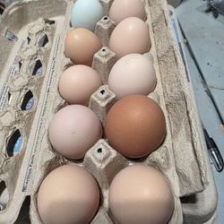 Fresh Farm Eggs - Unwashed