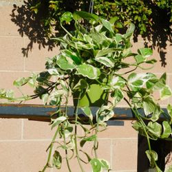 Pothos N’ Joy | XL Size | Trailing Indoor Houseplant