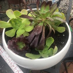 Large White Ceramic Pot with Healthy Succulents 