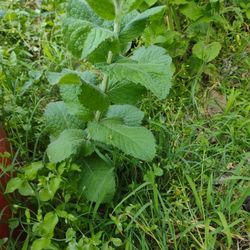 Mint Plants