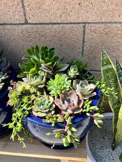 Succulent arrangement, arreglos de suculentas