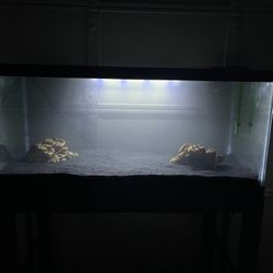 40 Gallon Breeder Tank and Stand