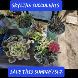 SUCCULENT SALE TODAY.  SUNDAY FROM 1PM TO 5PM IN SAN LORENZO