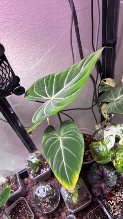 Plant